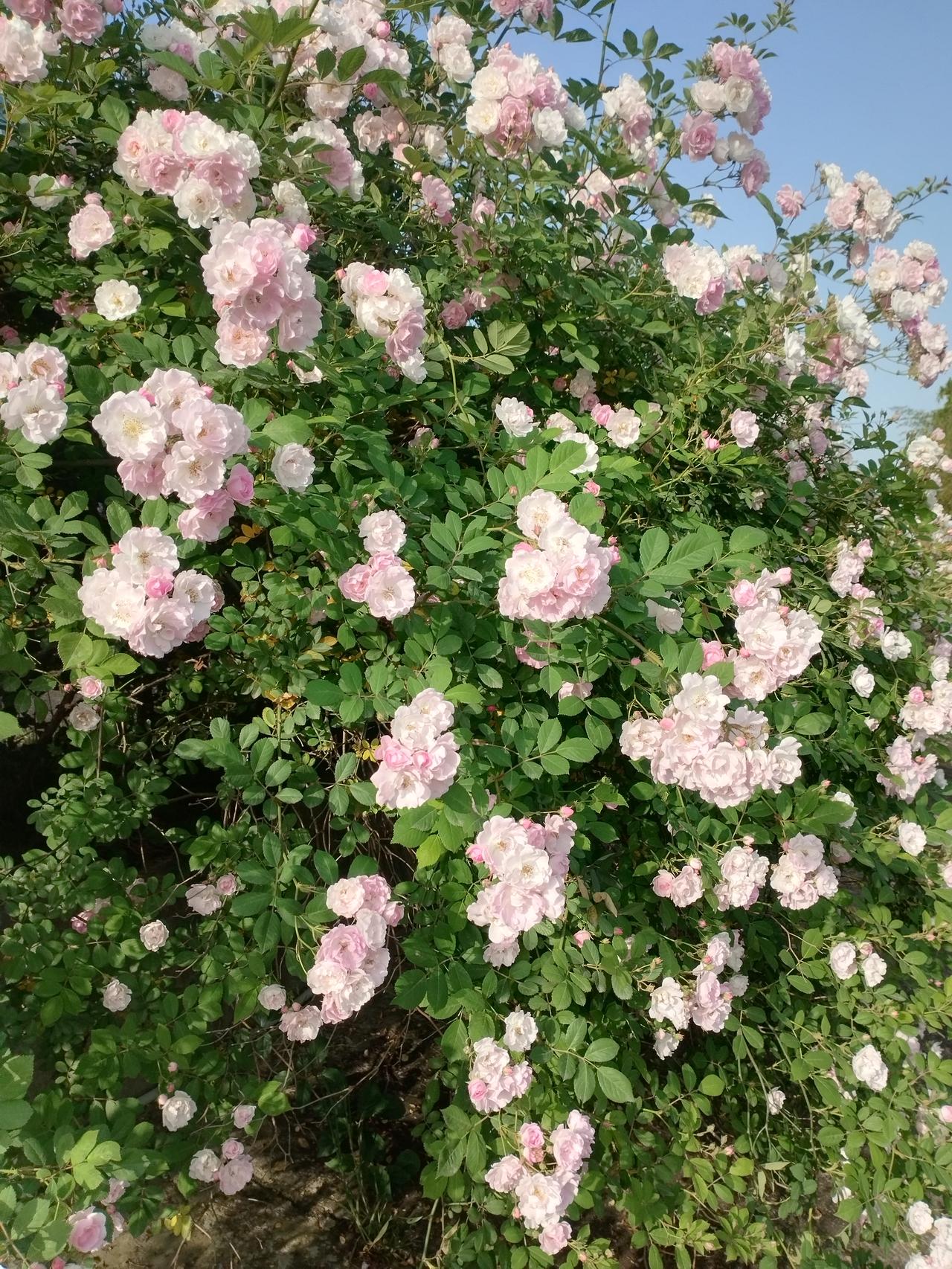 我新发布的内容被官方推荐啦！👍你也快来发布一条吧！带记录真实生活话题，更容易被