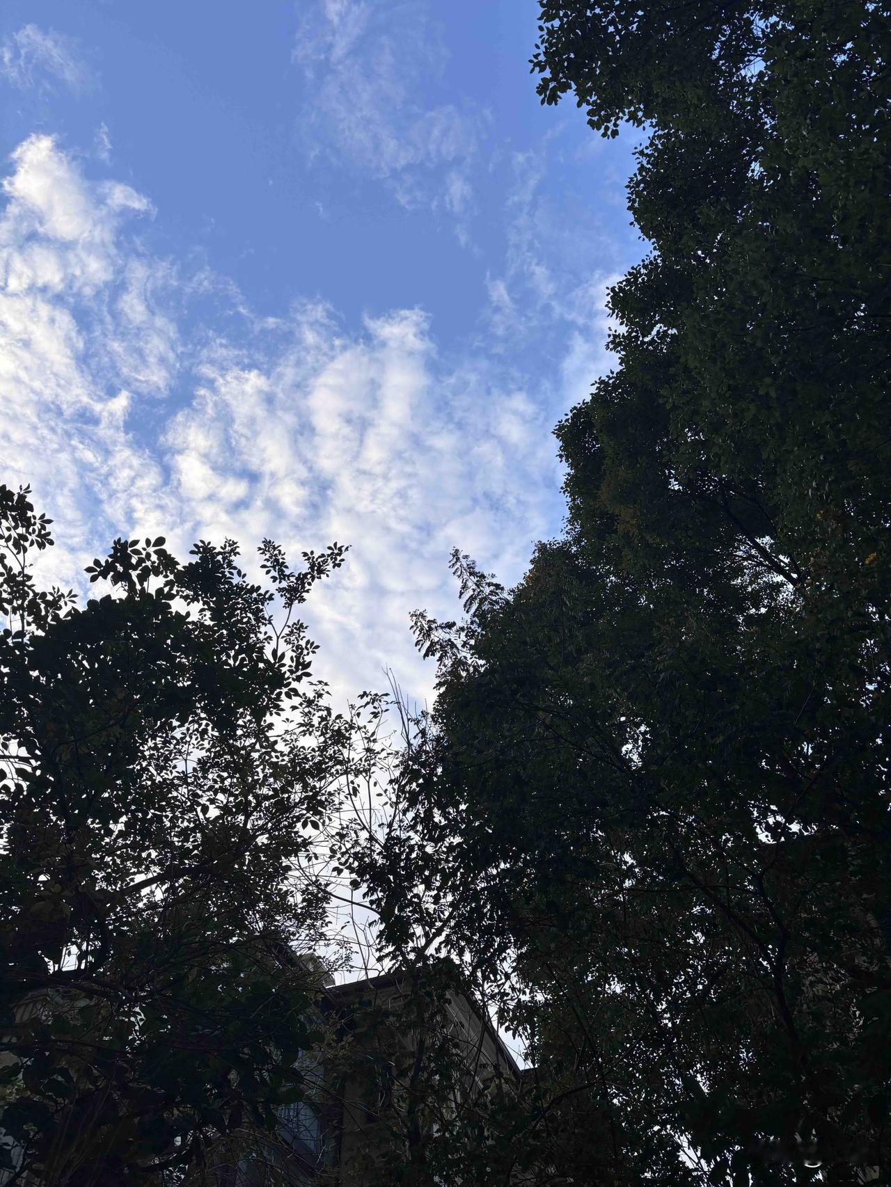 广州天河10度的清晨

风冷冽的像个犯错的孩子
吹了一晚冷气

走在路上
第一次