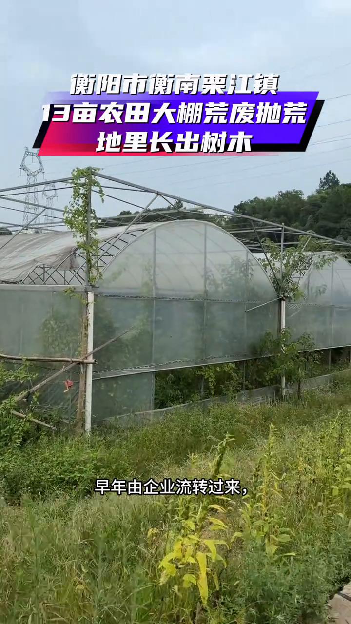衡阳市衡南栗江镇13亩农田大棚荒废抛荒。
衡阳市衡南县栗江镇余岭村，这里有将近1