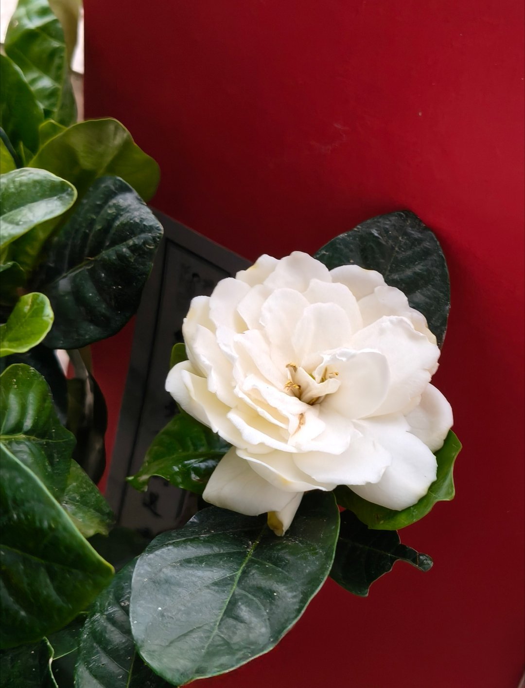 给你们看看我的花花