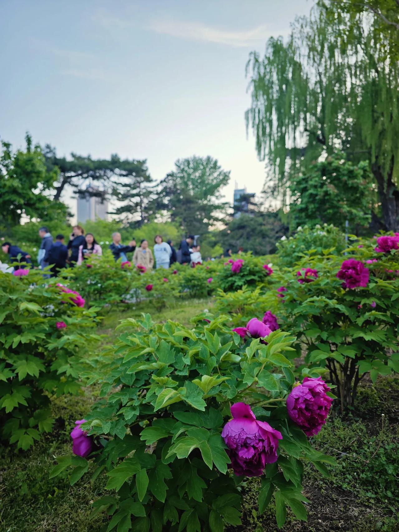不在洛阳在长春🌺去趟牡丹园朋友圈问爆了

五月中旬，又到了长春牡丹盛放的季节?