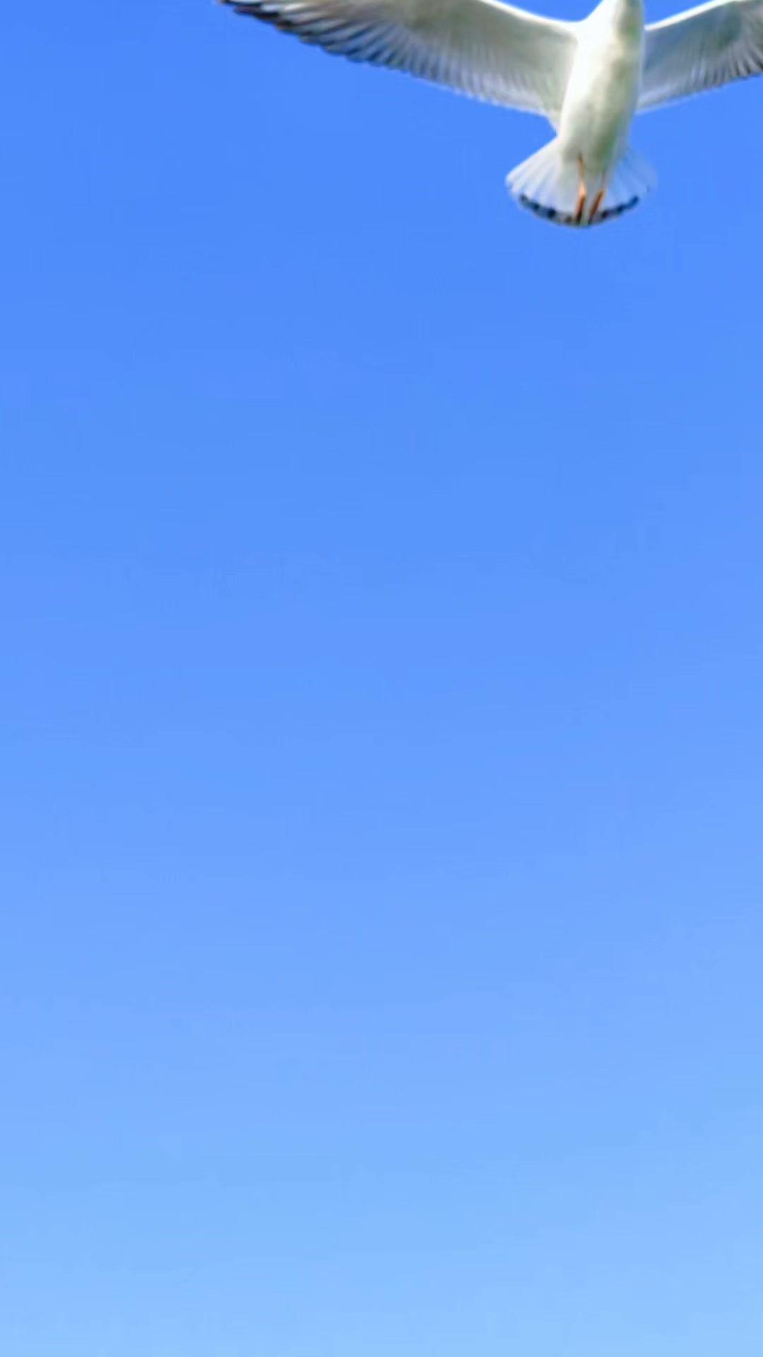 🦅同样是红嘴鸥，丹江口与滇池的气质天差地别。丹江口的鸥鸟像赶集迟到的乡下人，翅