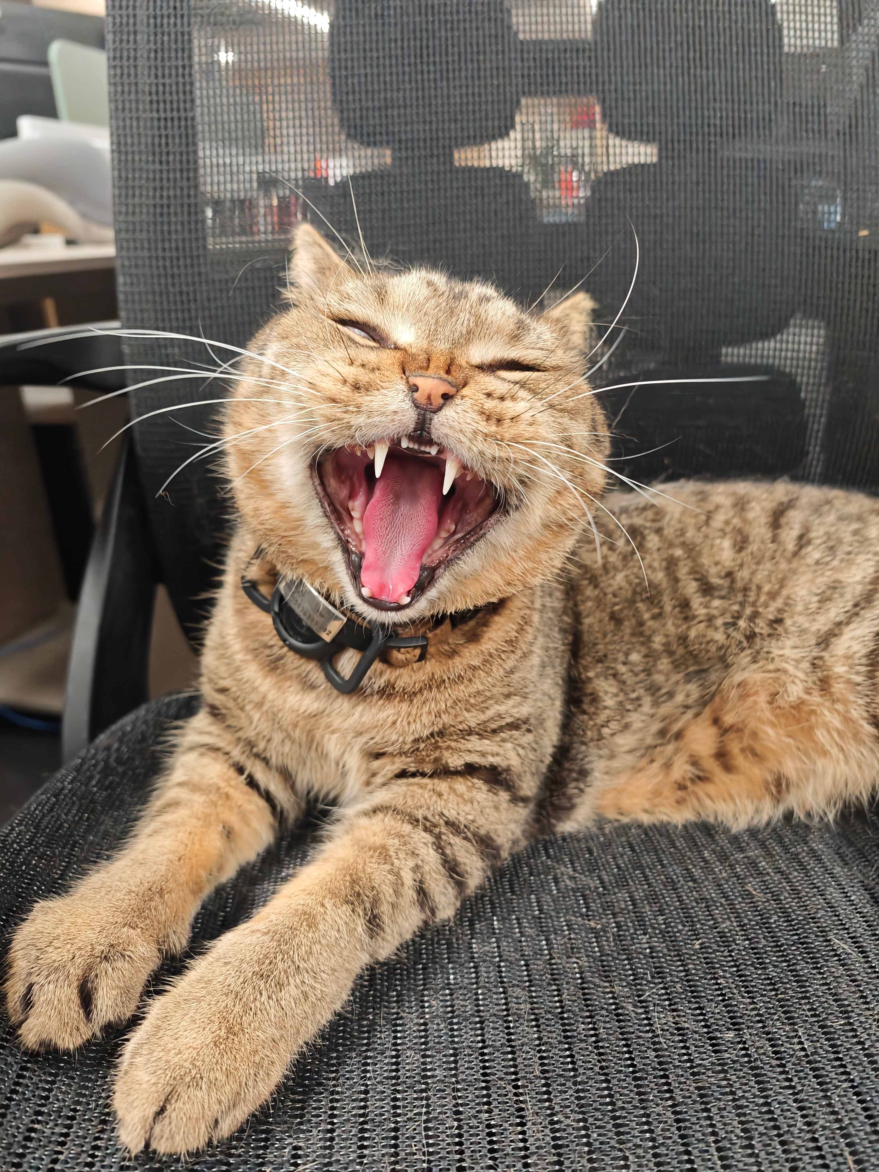 捕捉到丢丢张大嘴的瞬间