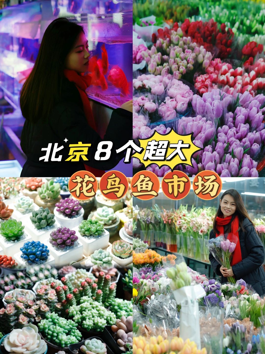 开春啦‼️北京8⃣️个超大超便宜‼️花鸟鱼市场