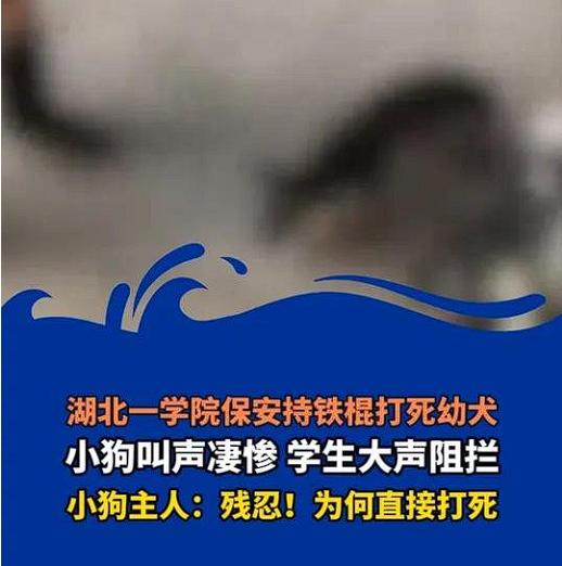 湖北某高校发生的一幕让人揪心，一名校内保安手持铁棍将一只幼犬乱棍打死。事情发生得
