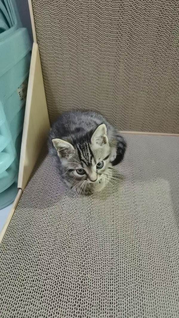 15045只狸家狸黑芝麻麻薯豆时候 