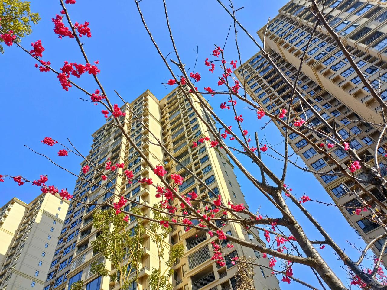 小区里的梅花开始落了，春天来了，日出日落是一天，花开花落又一年，只叹韶华易逝，人