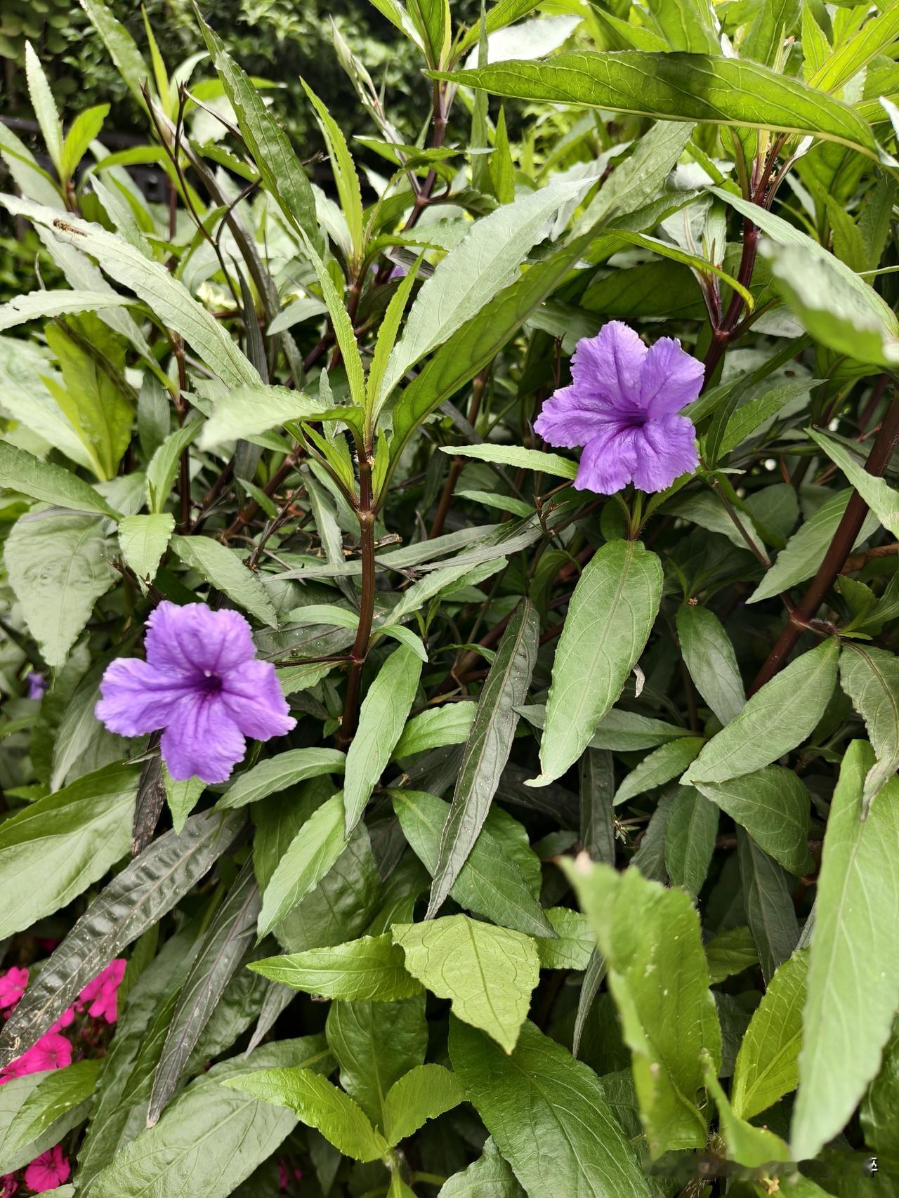 晒晒随手拍摄的花