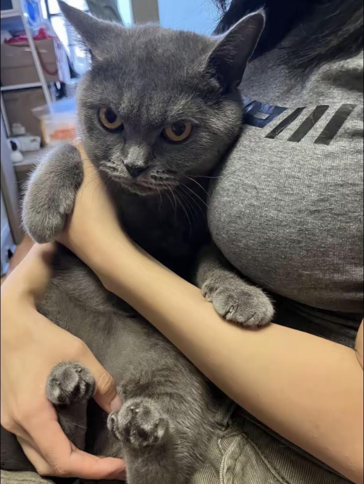 想养两只猫，一只小蓝猫，一只小野猫