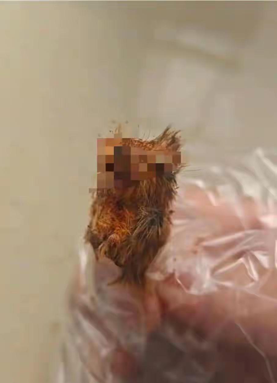 吃了一半发现是老鼠🐭头！
贵州辣椒酱吃出老鼠头，这事儿可炸锅了。网友晒视频说从