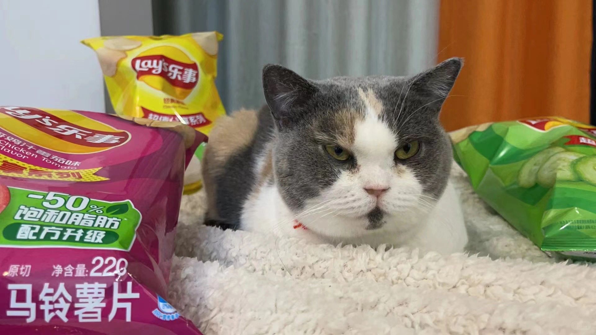 冬季猫咪鼻涕、喷嚏、结膜炎、流泪。