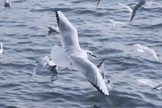 方圆天地，为头条联友对联：
乘风扬帆，渔歌腾浪，
出海撒网，鸥戏击波。