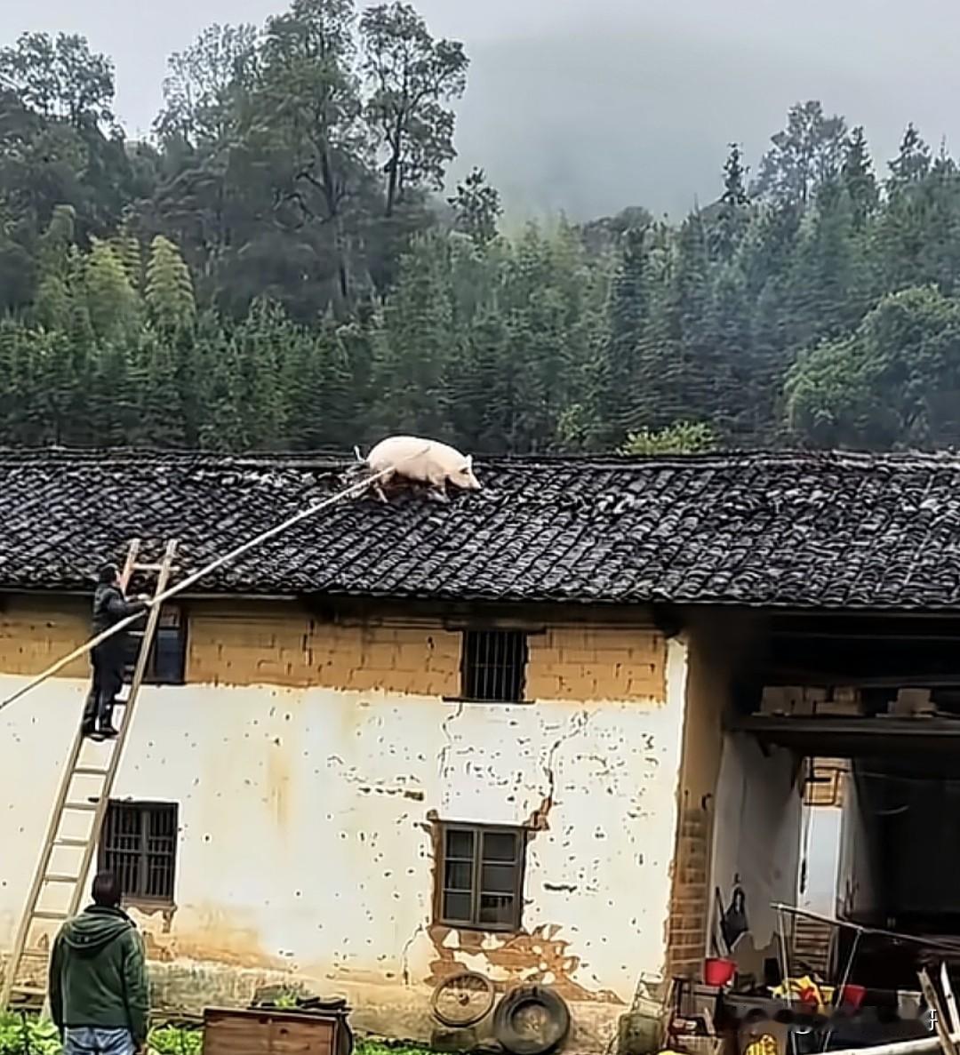 拍到一只不想过年的猪……