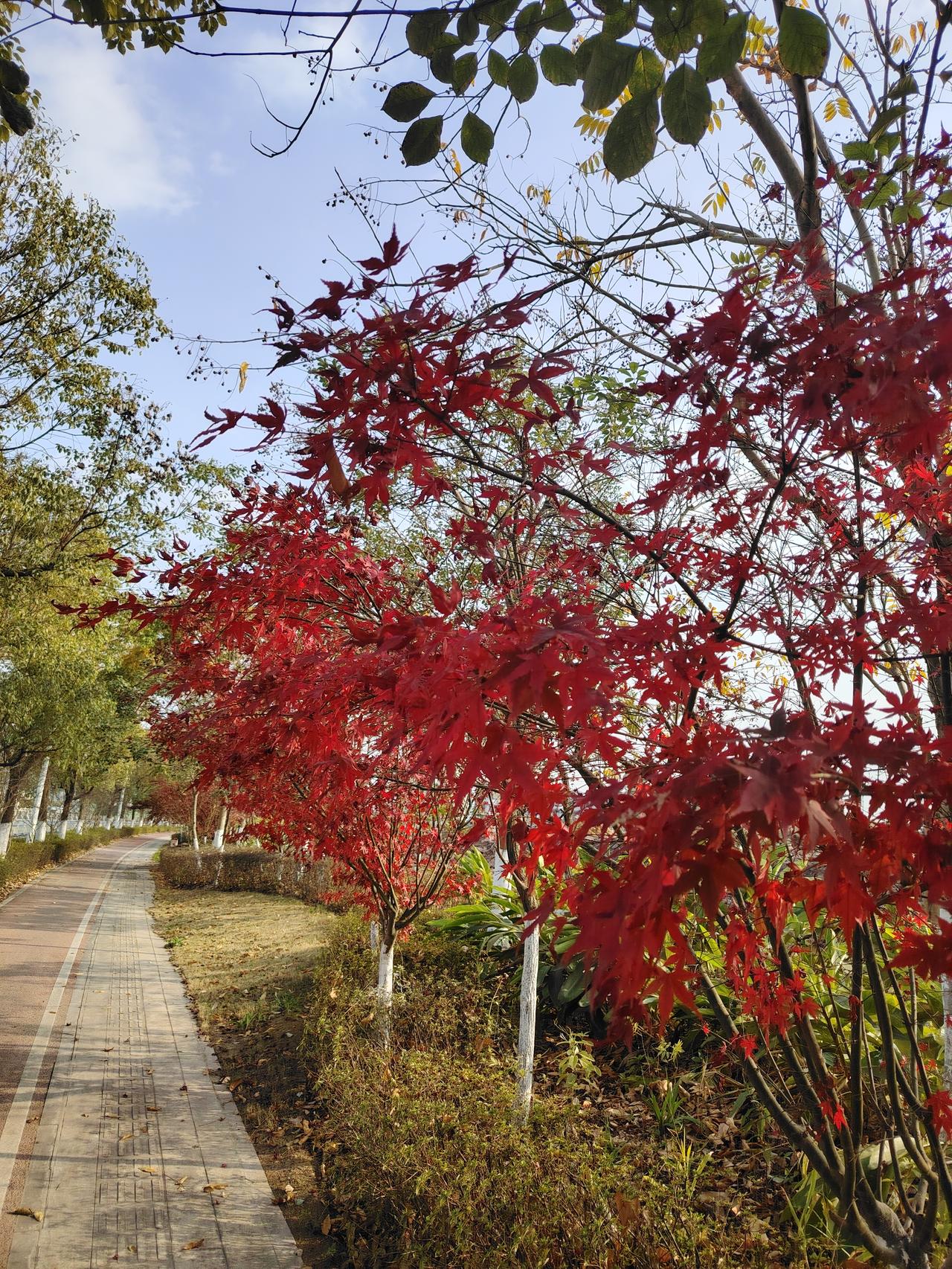 枫叶红于二月花，秋意浓时路更长。
“枫叶红于二月花，秋意浓时路更长”，这句诗完美