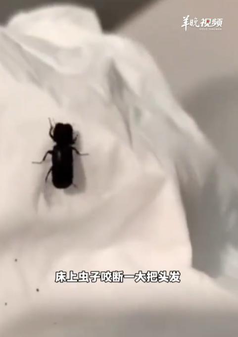 防不胜防！广西桂林，一女子早上醒来感觉脸上脖子上刺挠得厉害，像刚理完发沾了一身碎