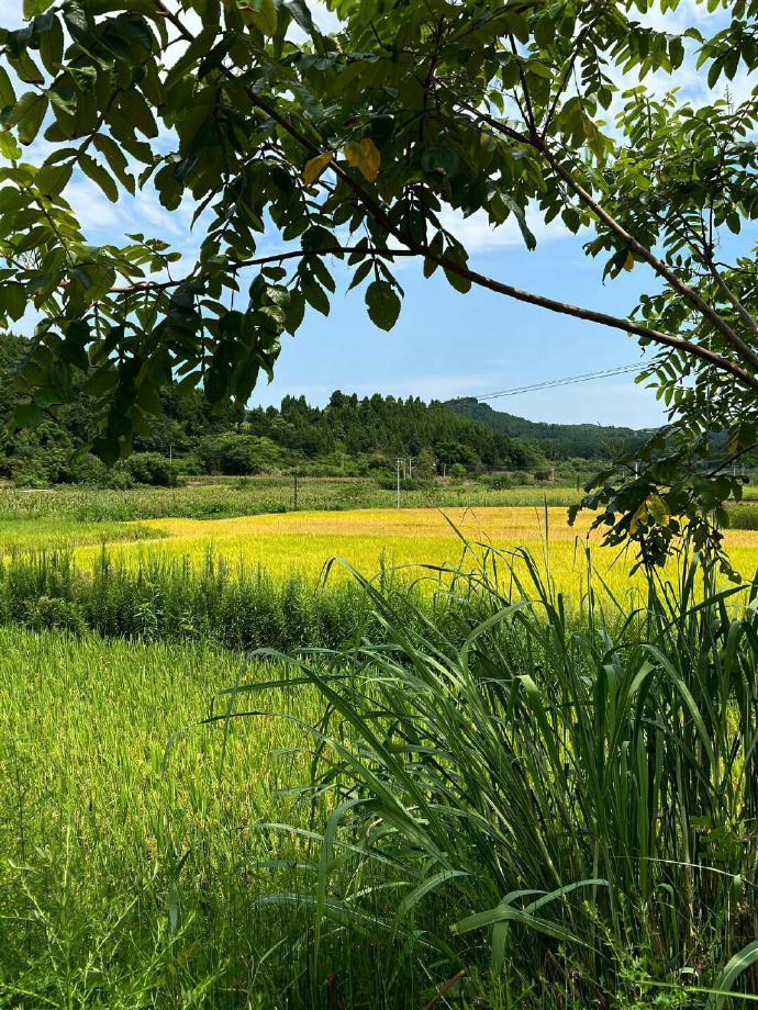 在乡间小径，晨曦初照，稻香四溢。这里的风景，不似城市的繁华，却有着质朴的韵味和无