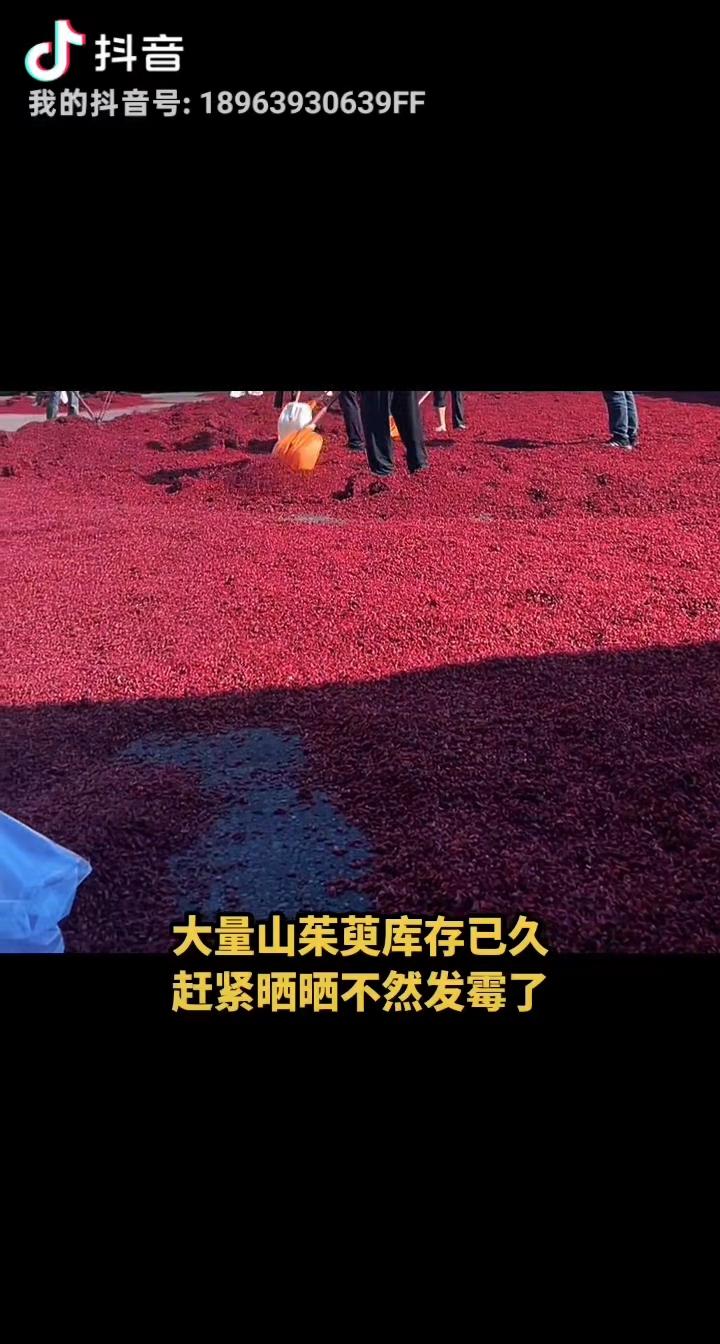 山茱萸海量库存！

这两天，笔者跑了西峡县太平镇、寨根乡、二郎坪镇、米坪镇等几个