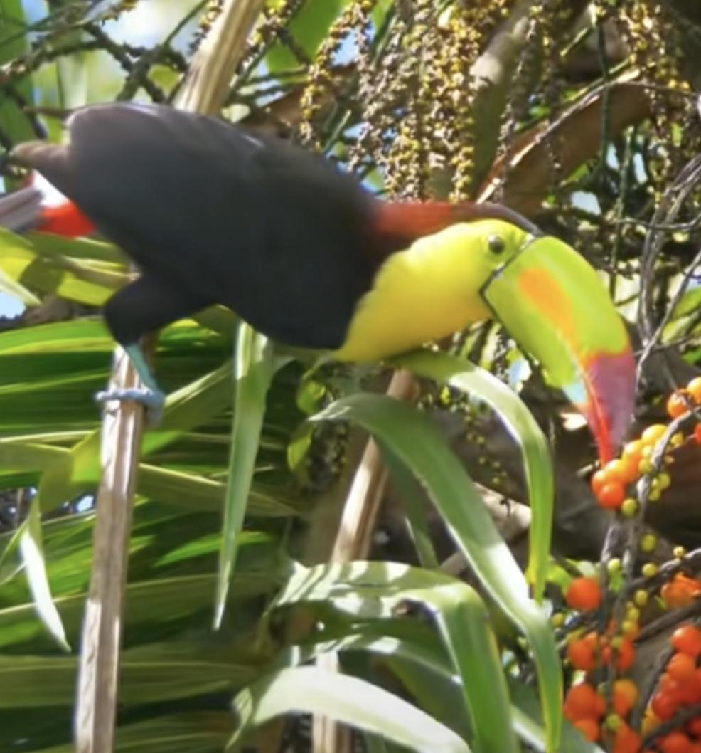 这鸟子多可爱早上起床,你该喝温水还是凉水?