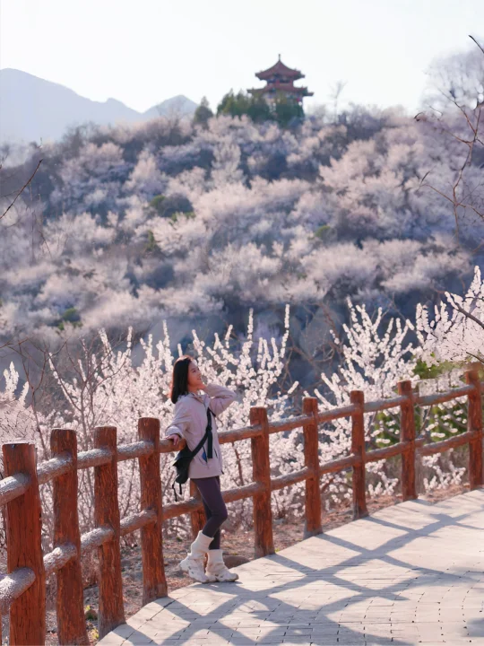 3.20春天上春山‼️北京山谷桃花开炸了‼️