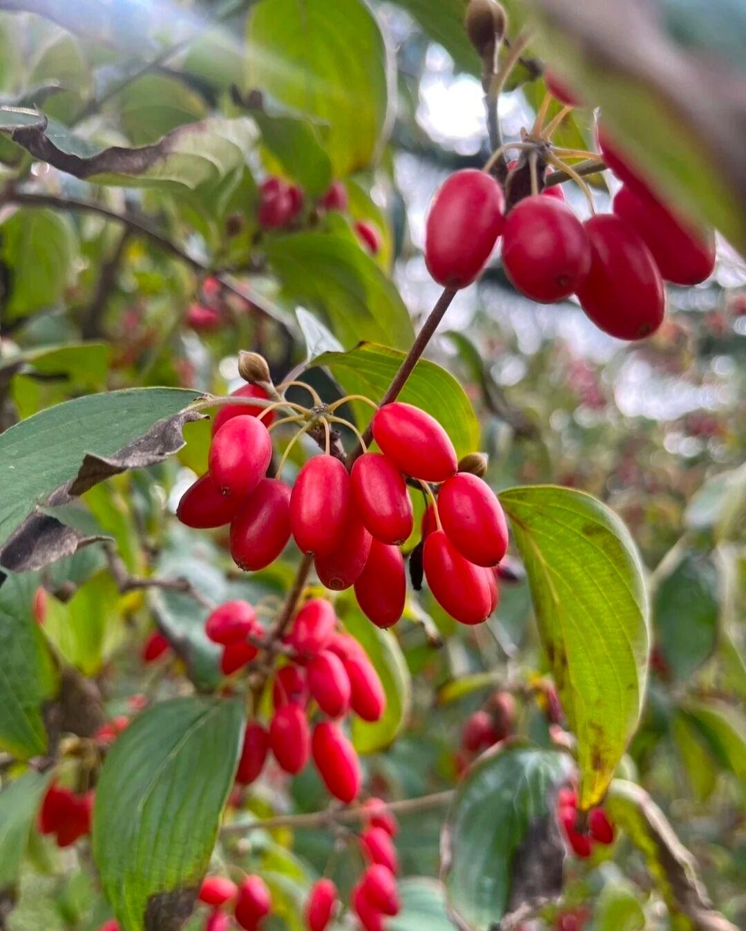 冬日生活打卡季这两天非常冷了，早晨在零下左右。中午的温度也不超过10度不过后两天