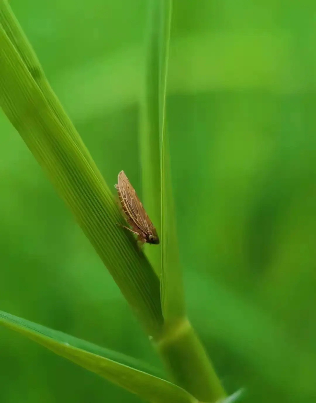 实话实说：炒股，千万别信“股神”，我替你踩过坑了三月刷到一个股评直播间，几千人围