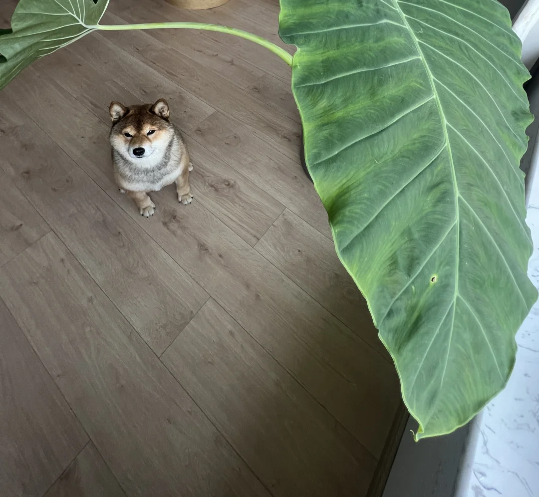 本大王又得一宝