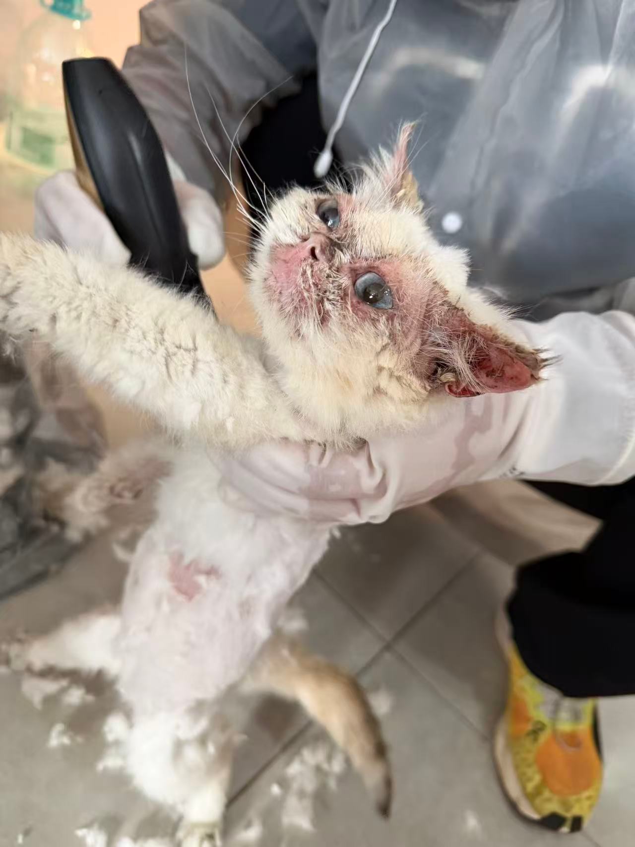 上个月捡到的小猫已经好差不多了。 