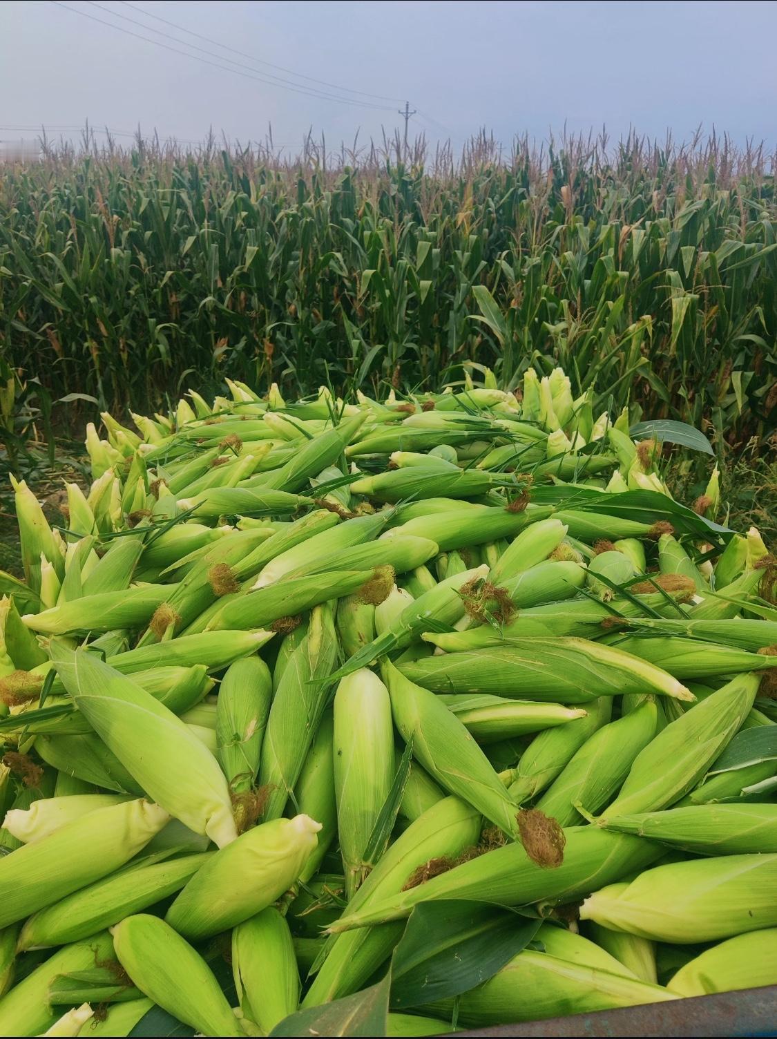 玉米在你们那儿的方言叫什么我们是客家人，我们的方言（包粟）你们说说应该怎做才最好