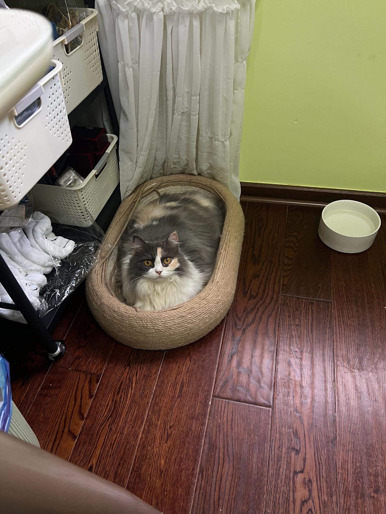 这个猫窝算是买值了！本来还担心两只小家伙会抢窝打架，没想到意外的和谐[心]