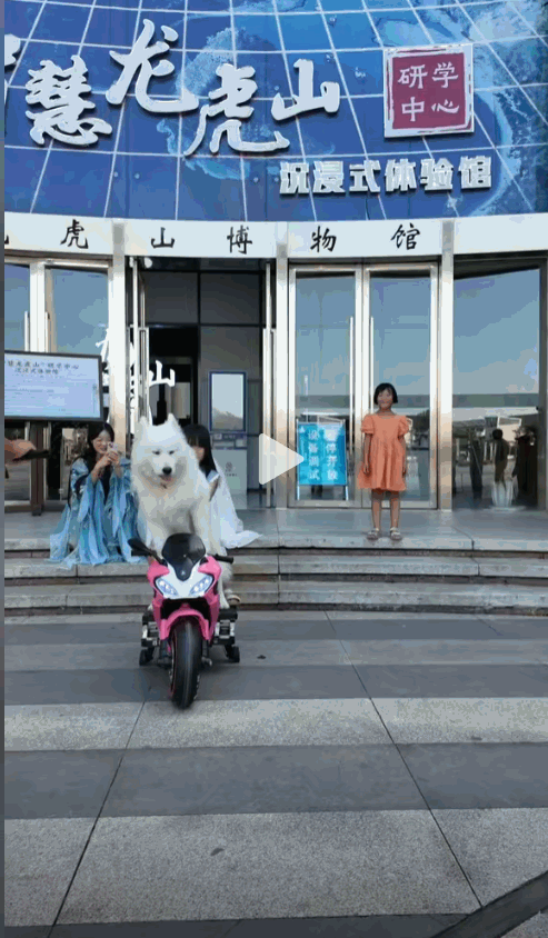 这是成精了？江西鹰潭，一男子发现家里养的狗，对玩具摩托很感兴趣，于是突发奇想，让