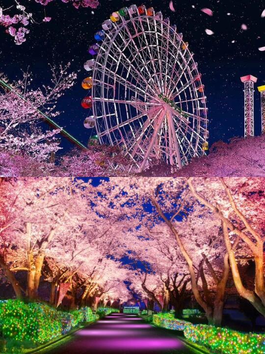 🌸樱花下的游乐场🎡东京读卖乐园3/20开始夜