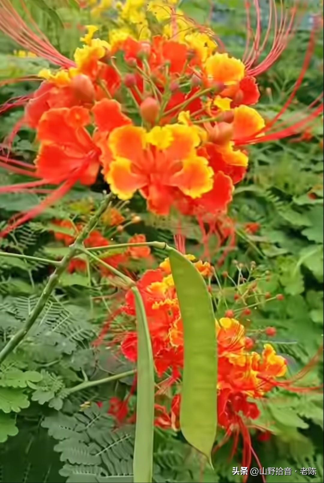 🔥认错花啦！这可不是同一种“红火”

图1-2是洋金凤，花瓣带黄边，像只停驻的