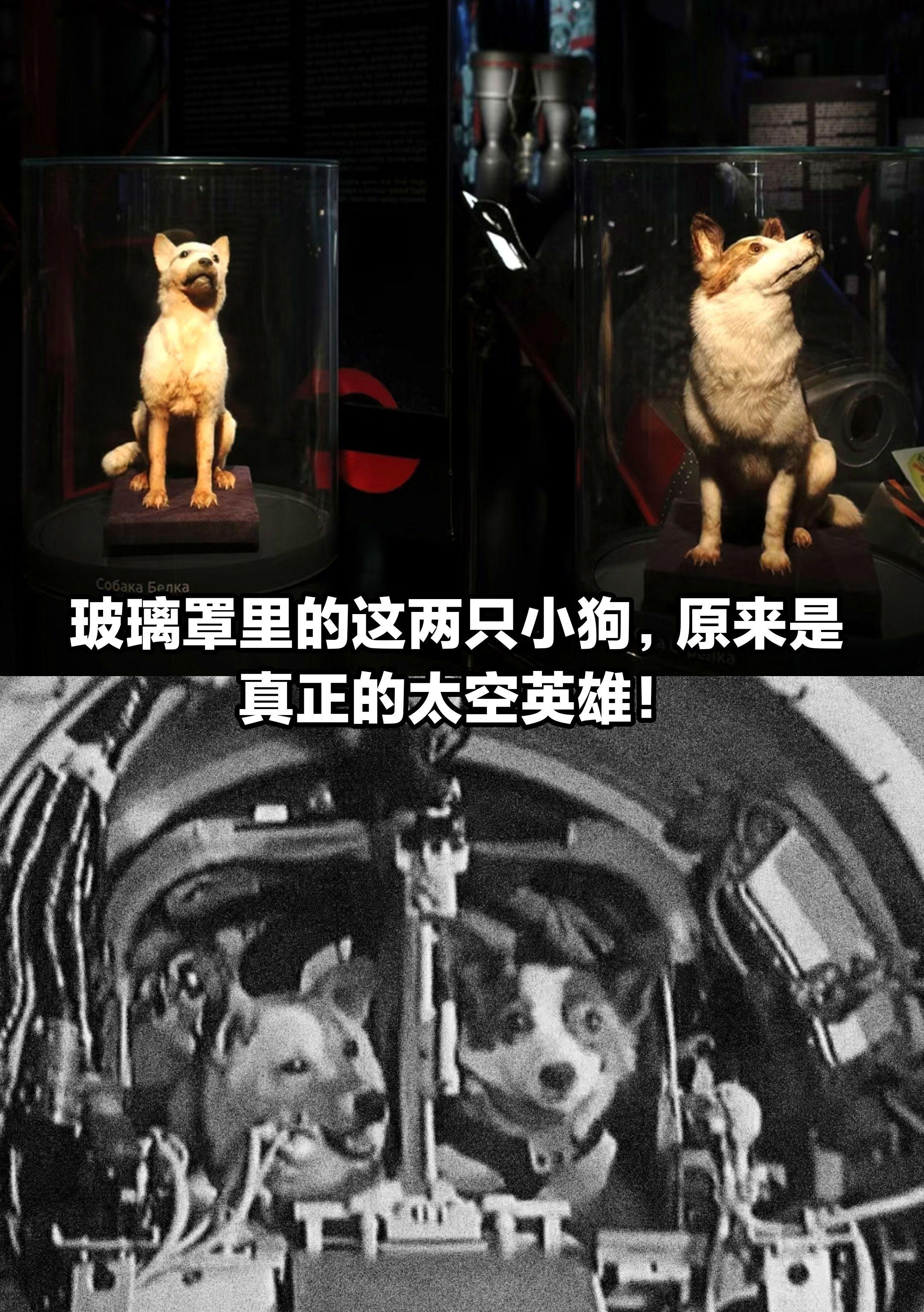 玻璃罩里的两只小狗，原来是真正的太空英雄。