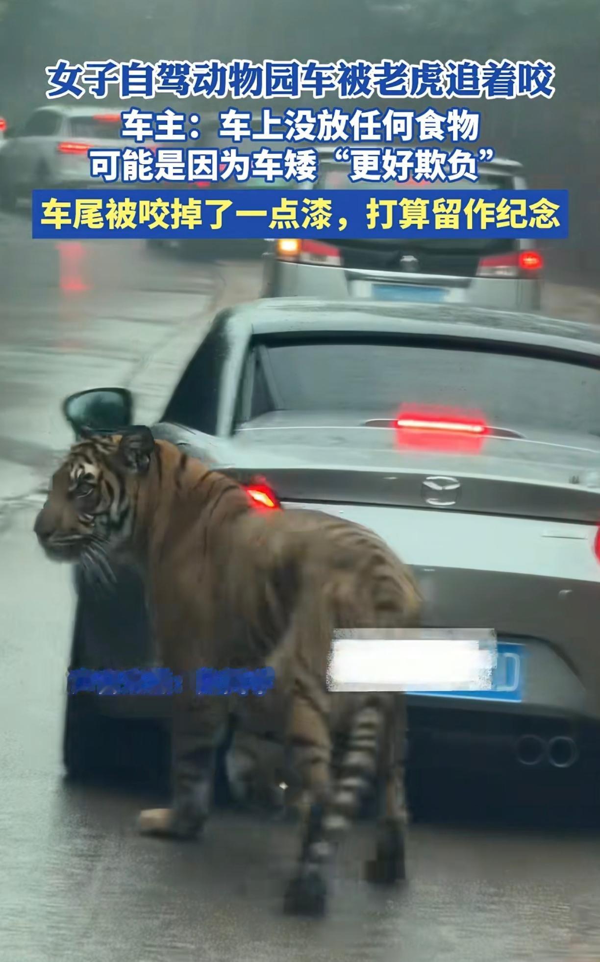 2025年12月7日，重庆某野生动物园内，一女子驾驶马自达MX-5自驾穿越猛兽区