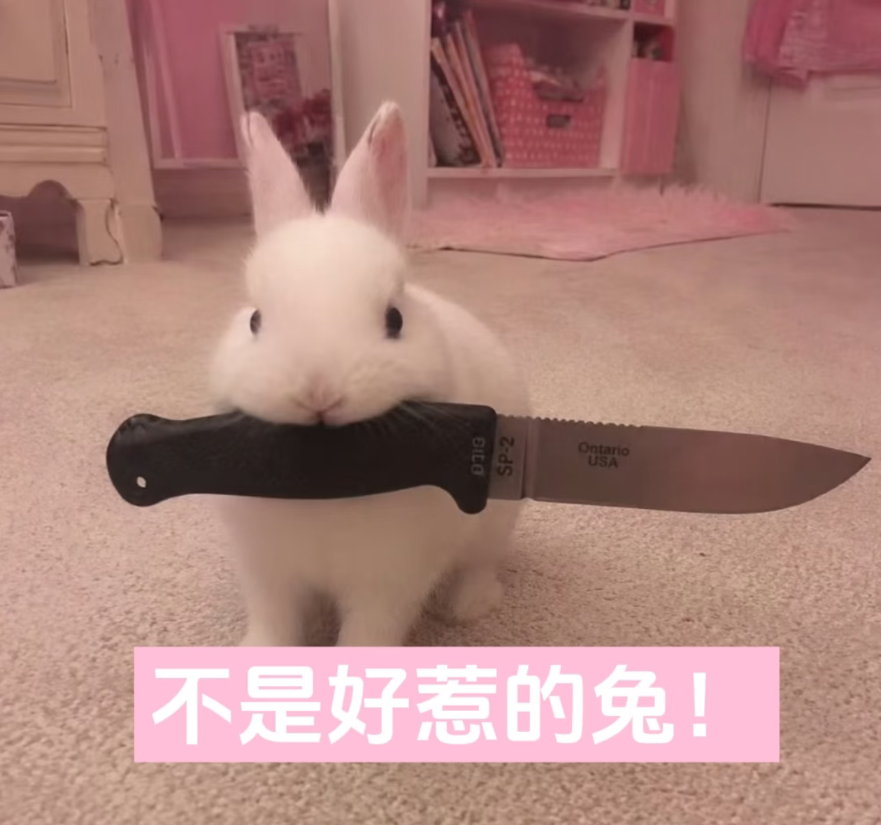 奶味兔比耶 唯一兔塑 