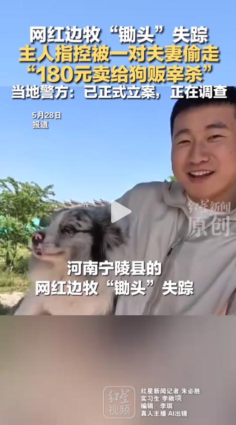 脊背发凉网红边牧“锄头”被一对夫妻偷走，以180元的价格卖给狗贩，最终惨遭宰杀。