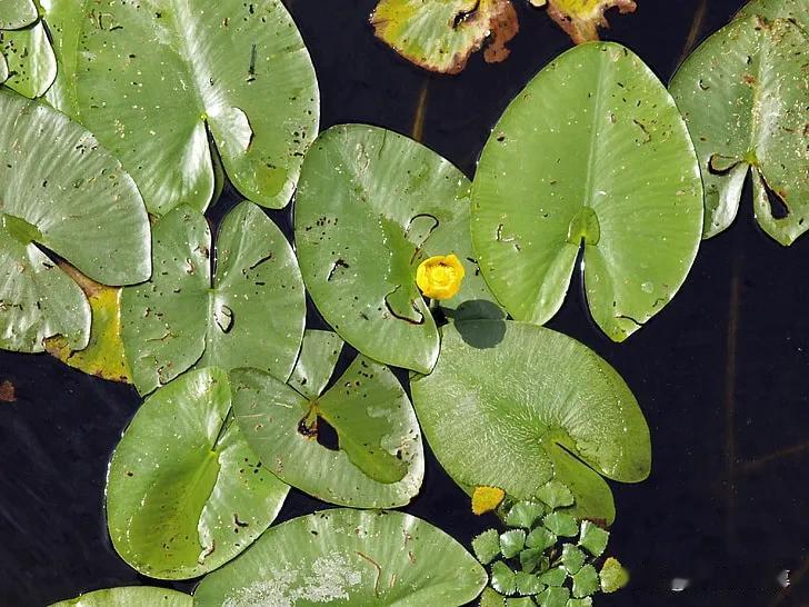 采桑子 · 三月晦必东馆大雨

作者：赵师侠

连朝雨骤驱春去，瓦注盆倾。不记初