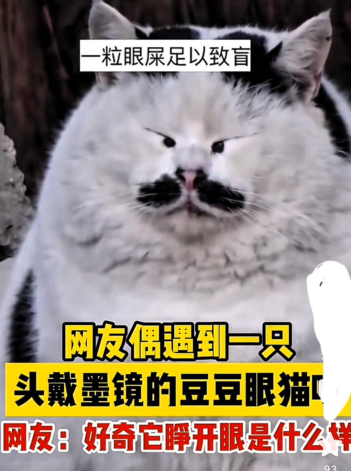 猫界丑星，在网上刷到这样一只猫咪，长相特殊，鼻头黑黑的，两边的黑道道还很对称，如