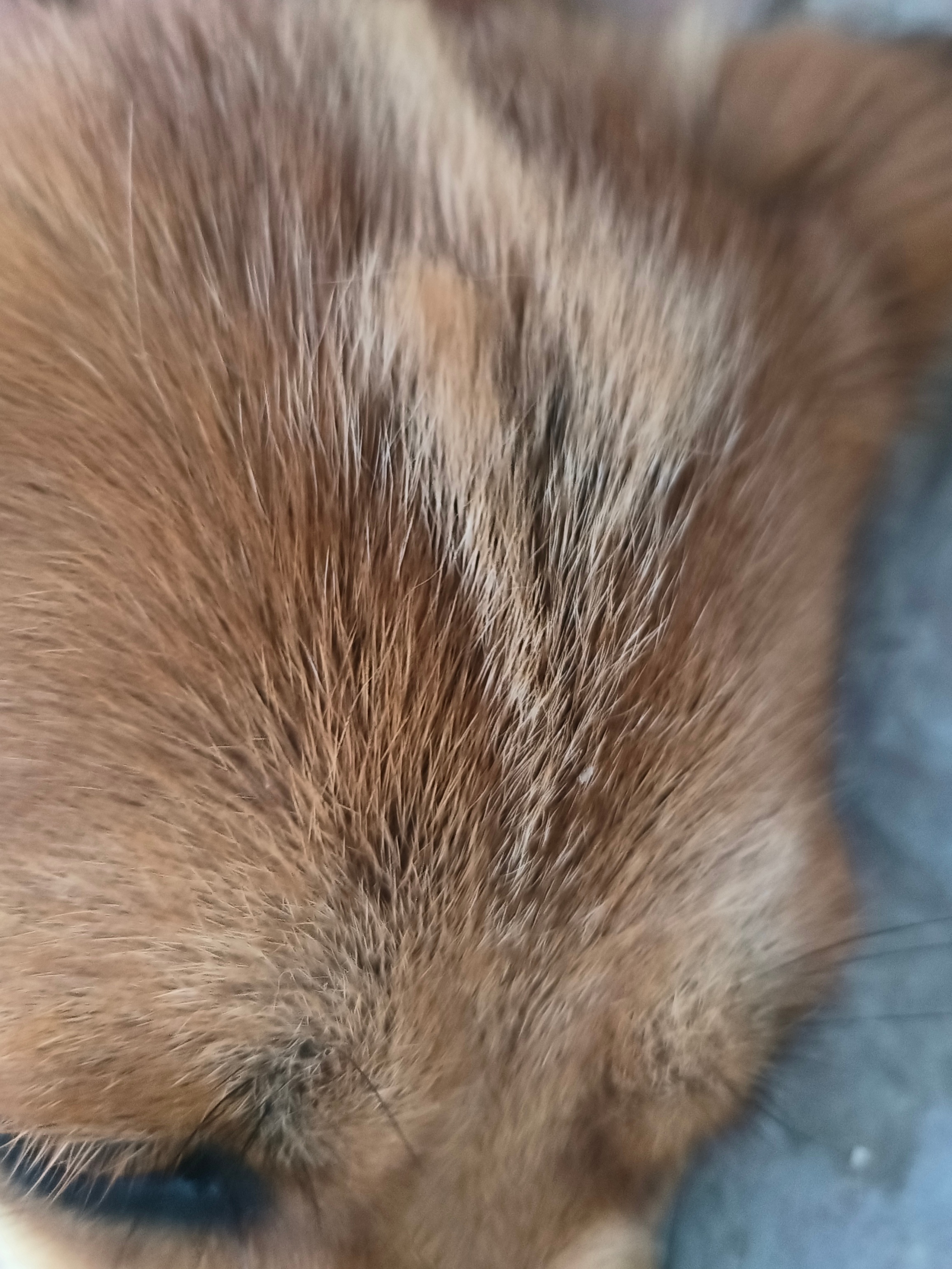 踏雪夏天换毛了，然后脑门上出现了一个箭镞标记猎犬来的吧