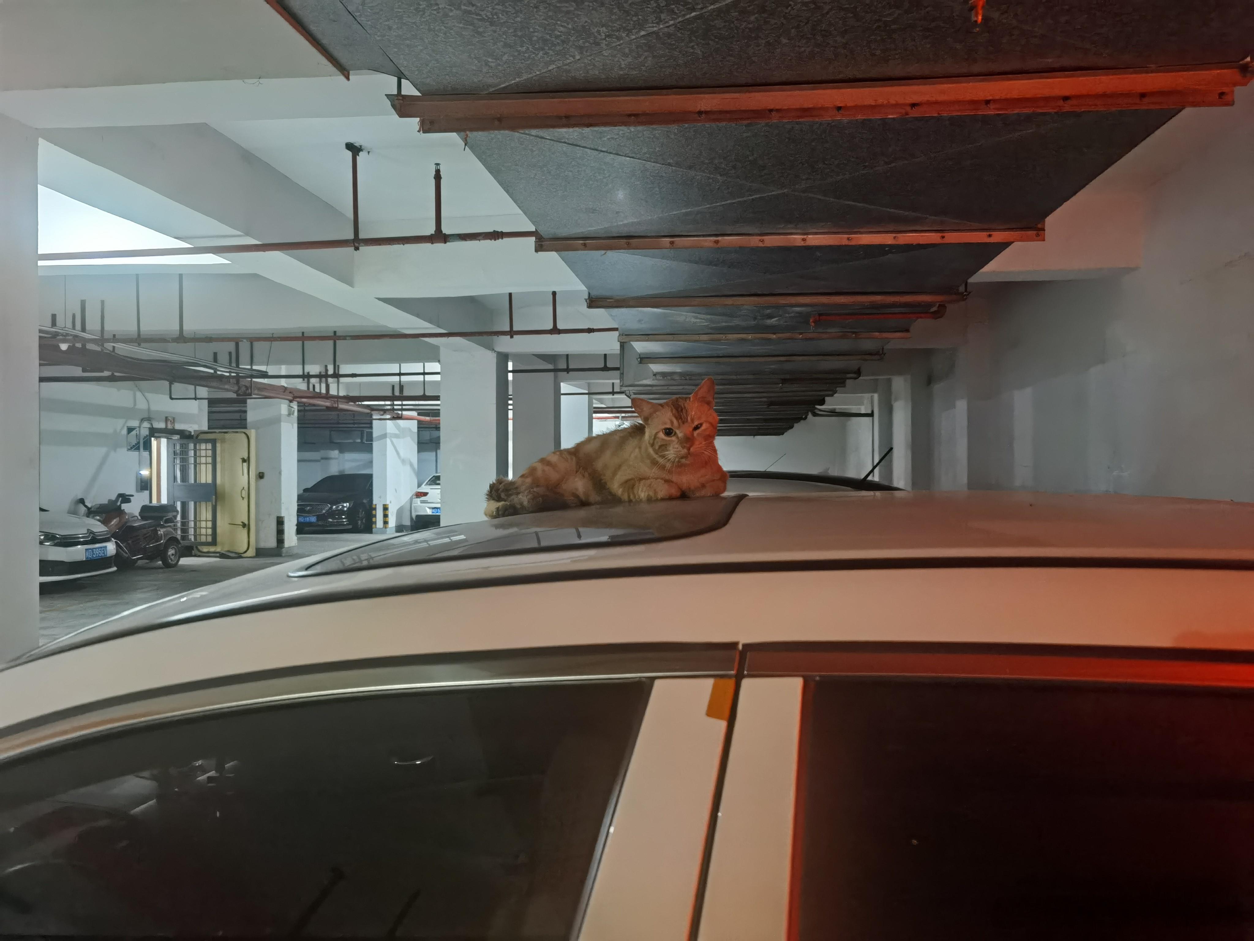 到车库，这猫一直盯着我看…然后我盯着它看，顺便拍了张照片，一直看到我车开走还在那