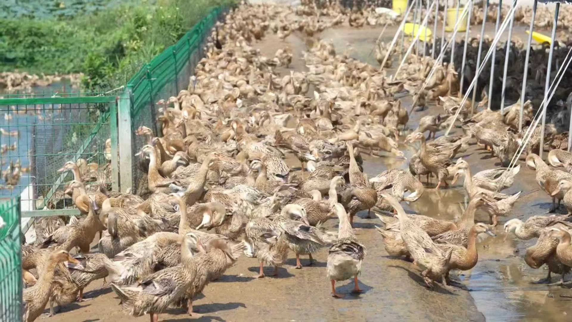 中国人吃的鸭货三分之一来自湖北  每三份鸭货就有一份湖北味！小胡鸭凭祖传卤艺+荆