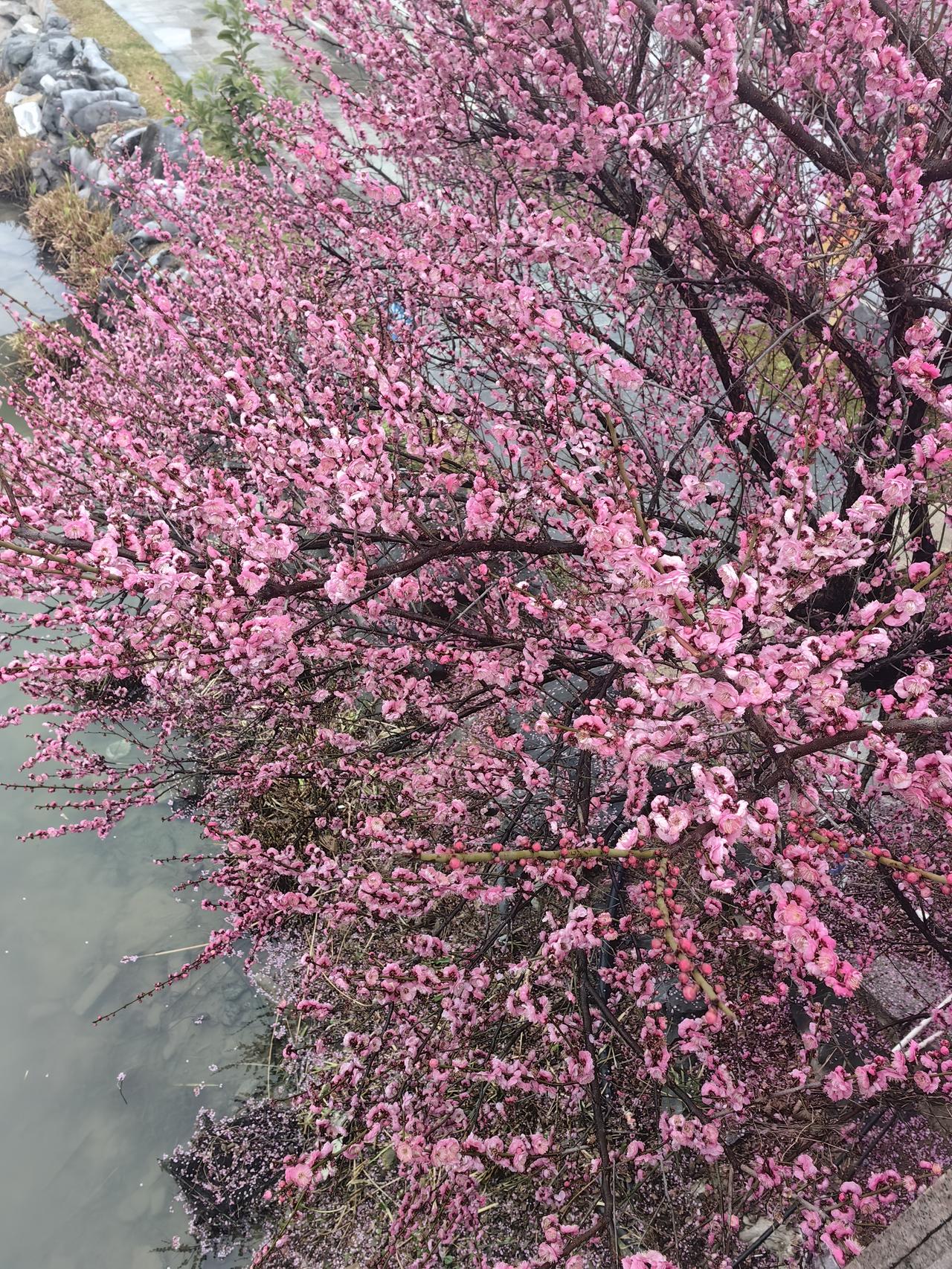 $均普智能(SH688306)$  这股基本被放弃了的，因为内部跟外部谈好了，均