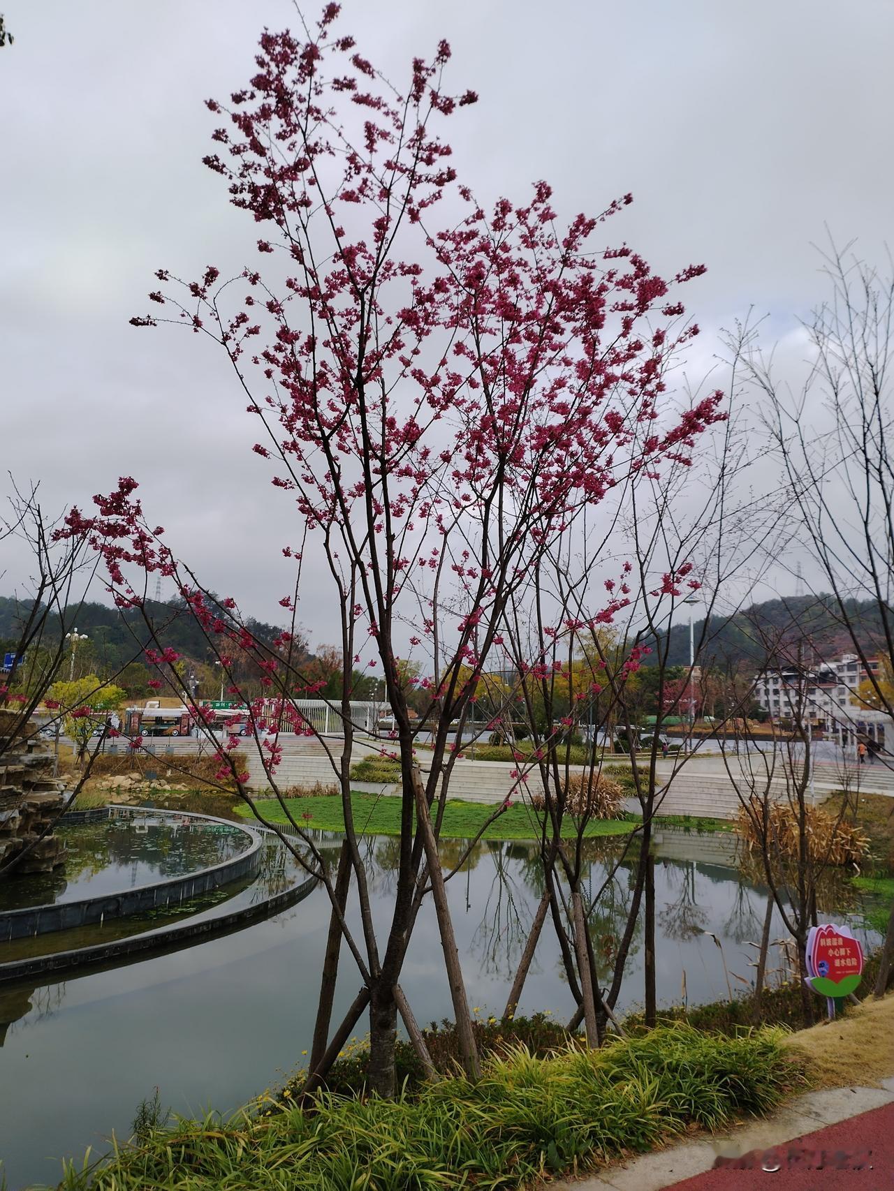 过去所有的公园都是要购票进入的，虽然票价只要五分一毛钱，但那时大家没钱，一般的人