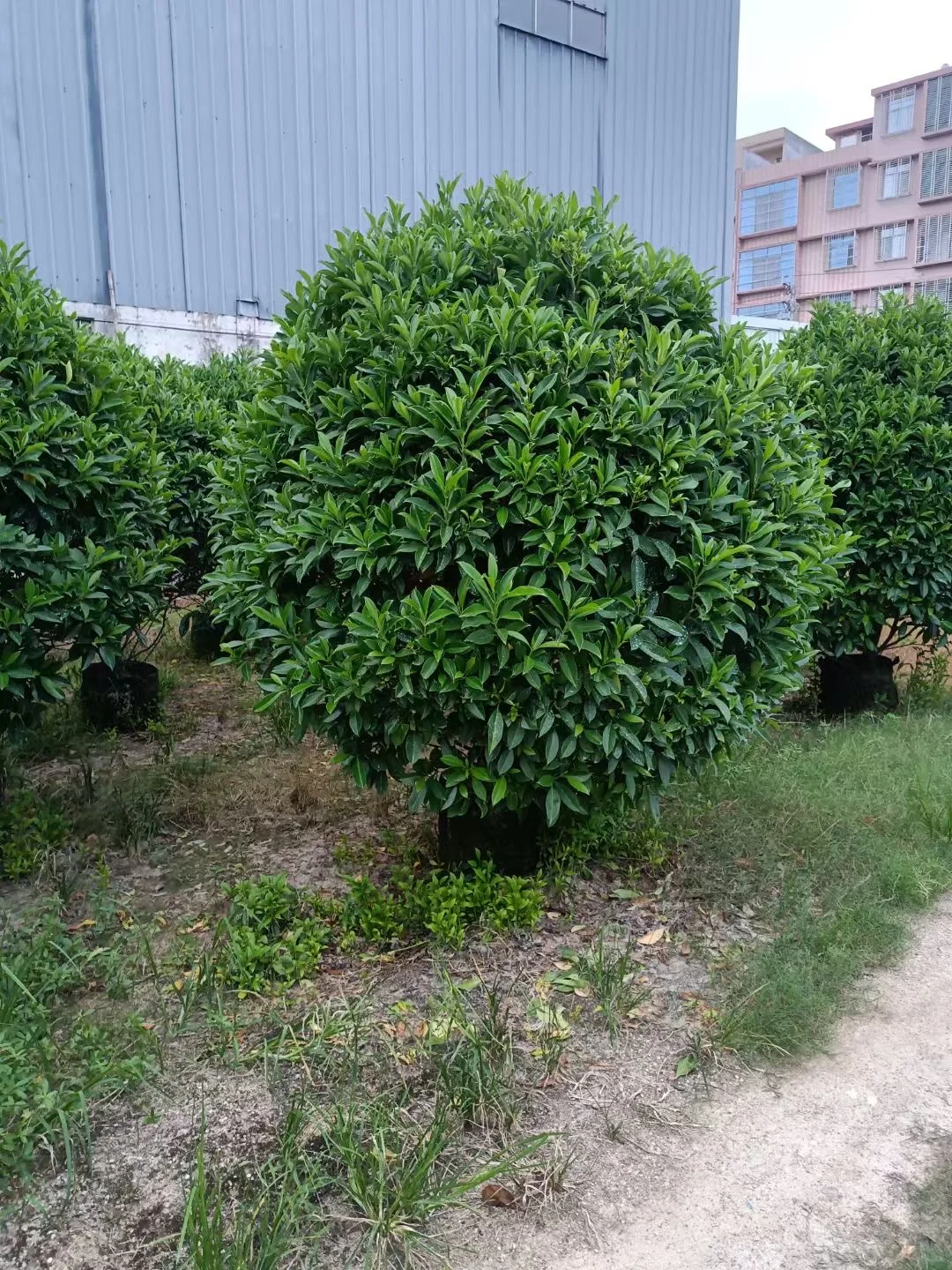 非洲茉莉大球🌳