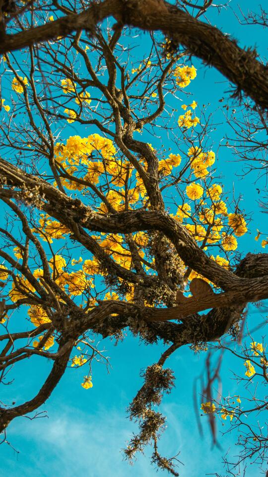 🌲可以交换一张你相册里的树吗