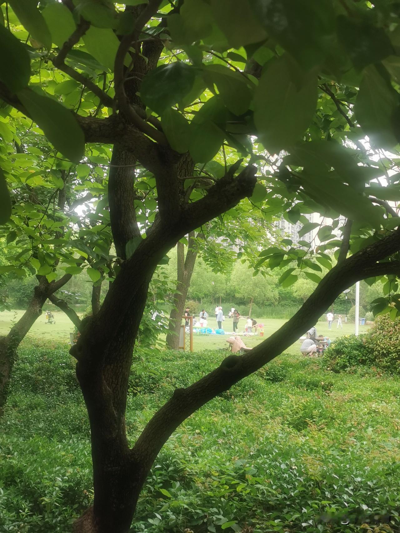 这是6月1日下午在薛城森林公园拍摄的图片，这处城市中心的公园里游人如织。我给两张