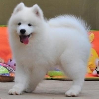 2026养狗新规来了！这些行为直接罚款+拘留！
 
2026年养狗新规正式实施！