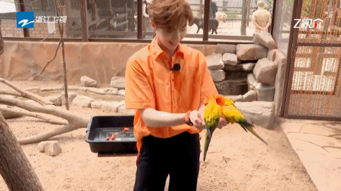 #陈立农被鹦鹉萌化了# 陈立农和鹦鹉相处的画面这么可爱是怎么回事？这画面也太温馨