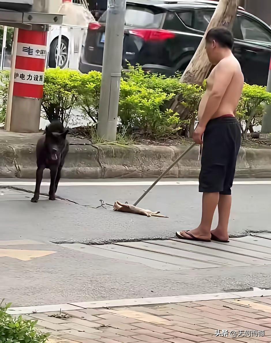 这个壮汉非常的变态，用活猫训练自己家的狗，真是混账至极，残忍至极！也不知道他从哪