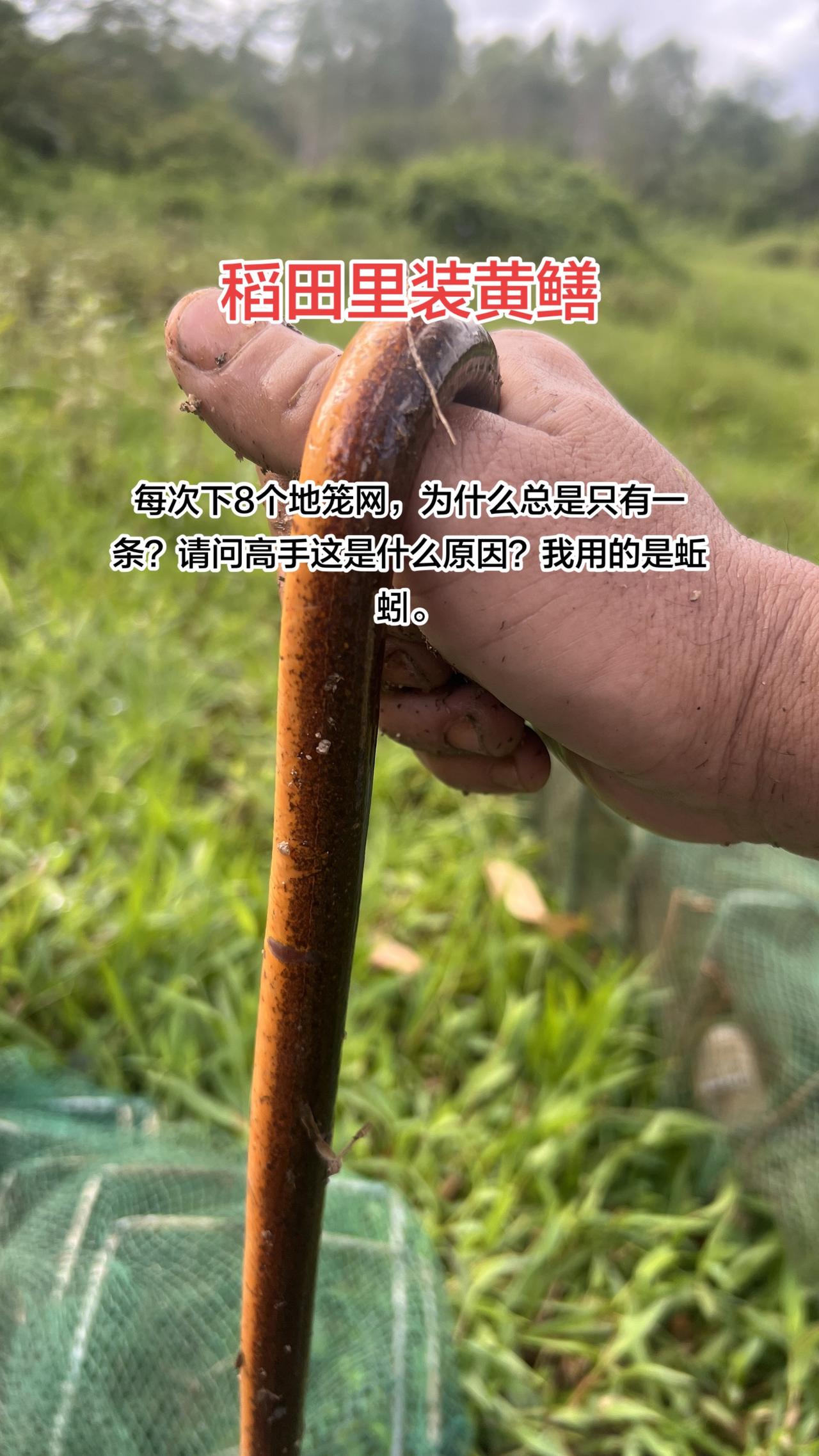 每一次都是瞎下8条地笼网，但每一次就只有一条黄鳝，请问高手原因出在哪里呢？都是在